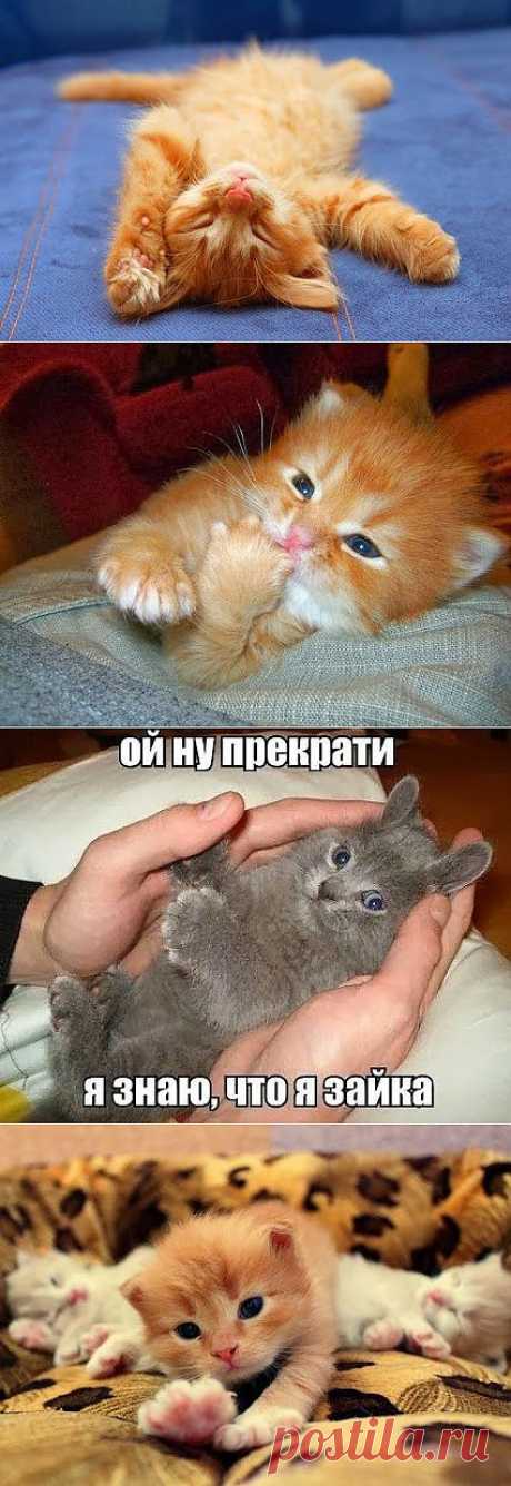 Котофул – Google+