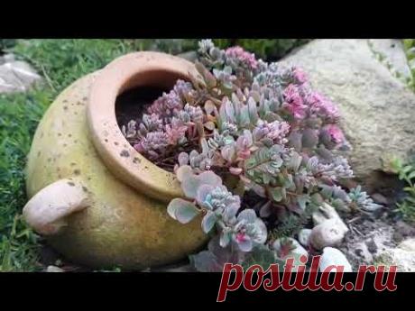 Кустарниковые и стелющиеся  ОЧИТКИ / СЕДУМЫ - цветущие неприхотливые многолетники для сада...