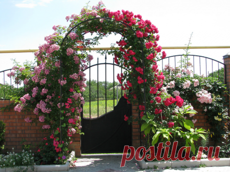 Гибискусы травянистые