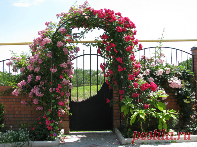 Гибискусы травянистые