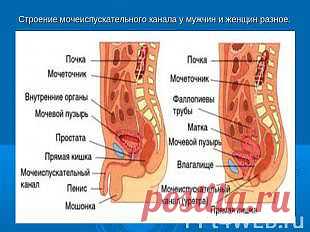 ПЕРЕЧЕНЬ ОРГАНОВ И СИСТЕМ ОРГАНИЗМА ПРЕДЛАГАЕМЫХ ДЛЯ ЛЕЧЕНИЯ И ДИАГНОСТИКИ
ЖЕНСКАЯ И МУЖСКАЯ ПОЛОВАЯ СИСТЕМЫ.
ЖЕНЩИНЫ:
1. Матка.
2. Маточные трубы.
3. Яичники.
4. Молочные железы.
МУЖЧИНЫ:
1. Предстательная железа
2. Семенники.
3. Яички.
4.Сперматозоиды.