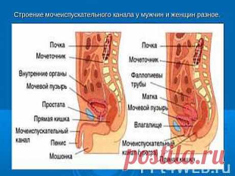 ПЕРЕЧЕНЬ ОРГАНОВ И СИСТЕМ ОРГАНИЗМА ПРЕДЛАГАЕМЫХ ДЛЯ ЛЕЧЕНИЯ И ДИАГНОСТИКИ
ЖЕНСКАЯ И МУЖСКАЯ ПОЛОВАЯ СИСТЕМЫ.
ЖЕНЩИНЫ:
1. Матка.
2. Маточные трубы.
3. Яичники.
4. Молочные железы.
МУЖЧИНЫ:
1. Предстательная железа
2. Семенники.
3. Яички.
4.Сперматозоиды.