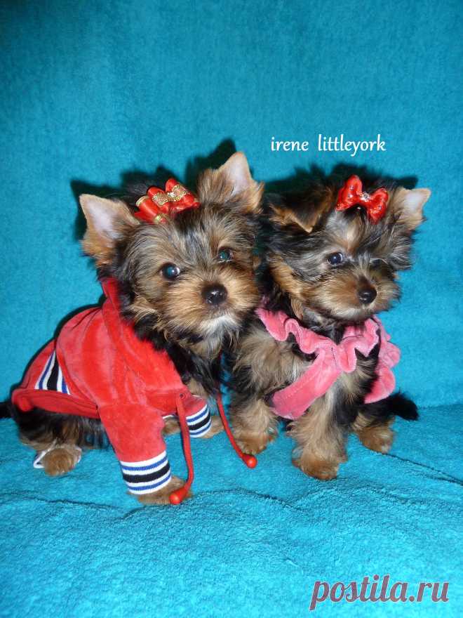 Мои лапульки!!!