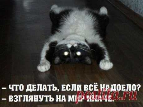 философия котов)))