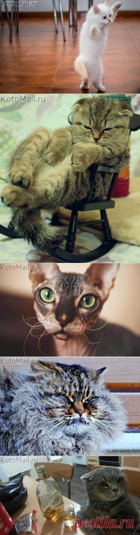 Котосмайлики - 3 )