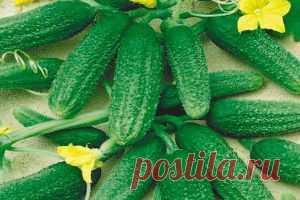 Самая лучшая подкормка огурцов для беспрерывного плодоношения