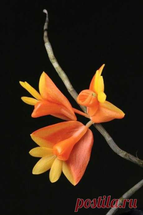 Bulbophyllum Nocturnum ORANGE ОРХИДЕИ:
на удаленном острове в Папуа-Новой Гвинее, ученые обнаружили, мир ??? Известно лишь, орхидею, чтобы произвести цветы только в ночное время, которые умирают каждый день. Новый орхидея прозвищу Bulbophyllum Nocturnum оранжевый.