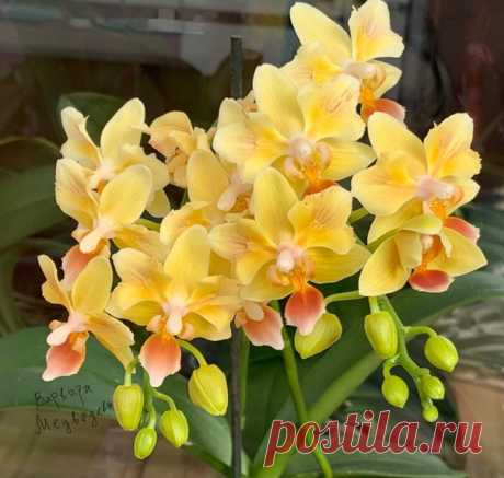 Sunny 🌞 ☀ 🌞 smell