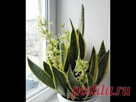 СЕНСЕВИЕРИЯ: КАК ВЫРАЩИВАТЬ &quot;ЩУЧИЙ ХВОСТ&quot; #сенсивиерия #суккуллент #69 #oldenburgru - YouTube