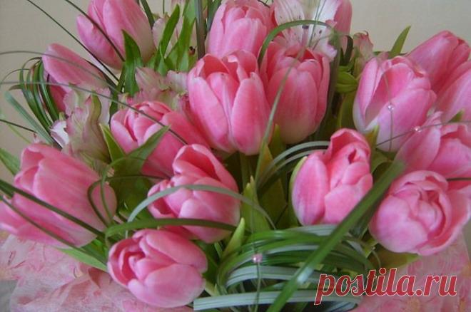 стихи о тюльпанах и любви: 12 тыс изображений найдено в Яндекс.Картинках