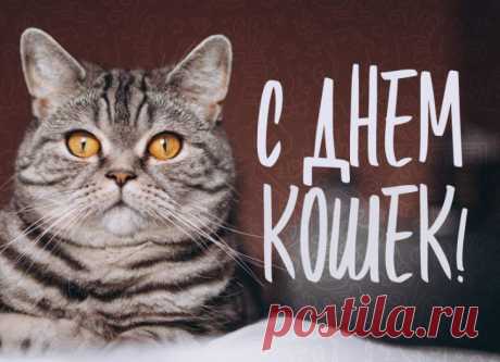 Заботливых хозяев,
Мурлыкающих кошек,
С Днем кошек поздравляю,
Желаю дней хороших.