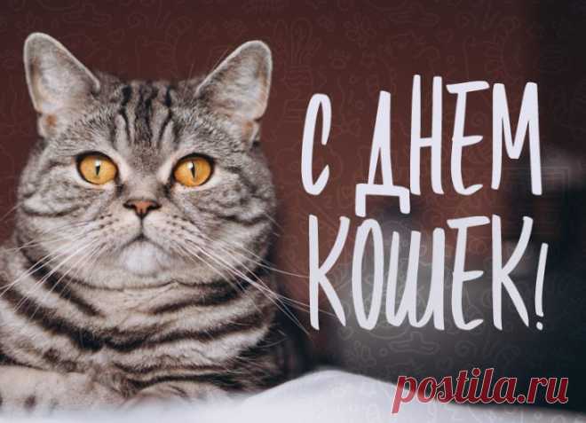 Заботливых хозяев,
Мурлыкающих кошек,
С Днем кошек поздравляю,
Желаю дней хороших.