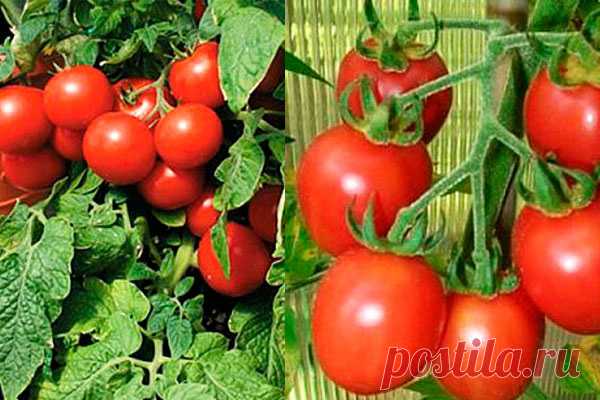 Лучшие сорта помидор для теплицы из поликарбоната Описание, фото, отзывы Видео