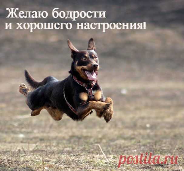 Желаю бодрости и хорошего настроения!