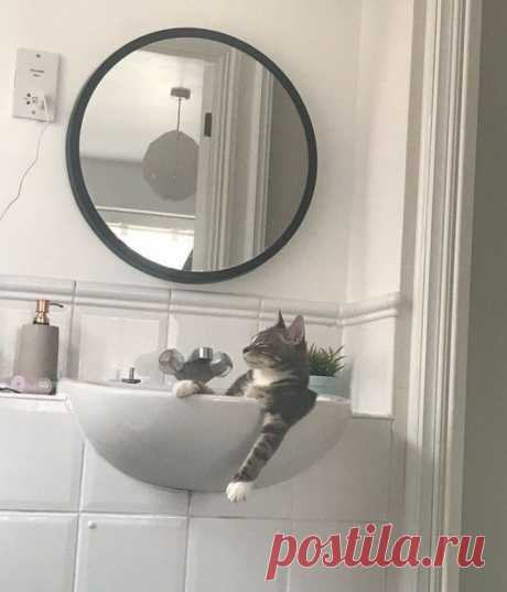 Случаи, когда коты блеснули сообразительностью
