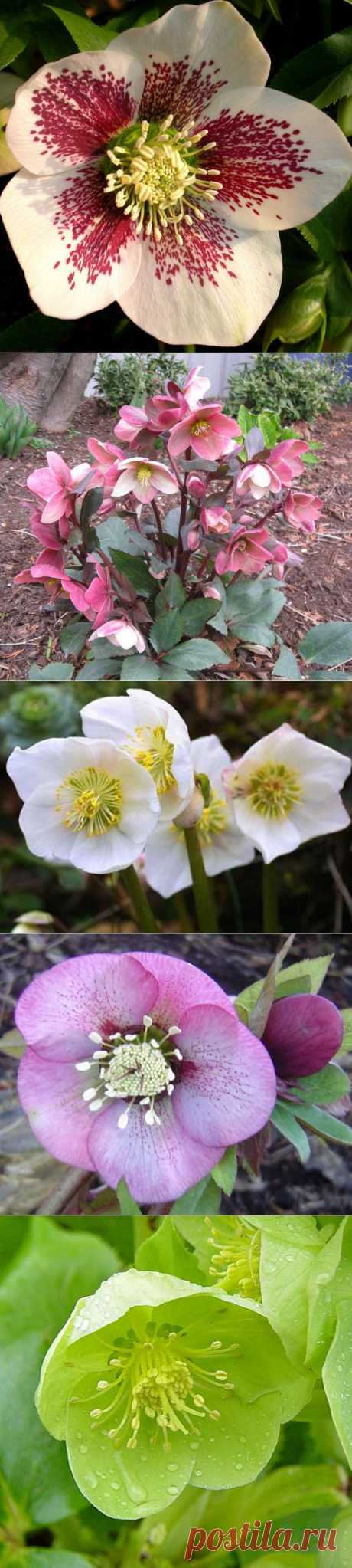 Домашний оберег – морозник. 3 основных правила выращивания | РОЗЫ
