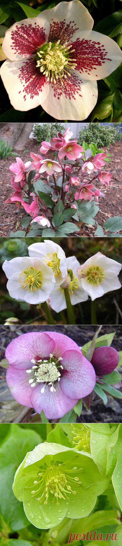 Домашний оберег – морозник. 3 основных правила выращивания | РОЗЫ