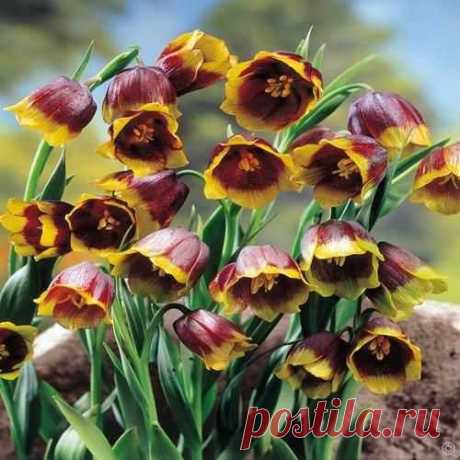 Buy your Michaels Fritillaria Uva Vulpis cheap online at Bulbsdirect - Free delivery