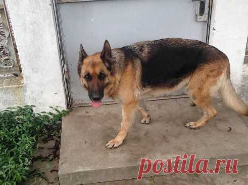 АЛЁНА ПОТОЛОВА
Друзья ОДЕССИТЫ!прошу сделать перепост!!!В ночь с 13 на 14 мая в районе ЖД вокзала Одессы мною была найдена овчарка. СУКА, на вид не менее 2-3 лет, очень спокойная, послушная, абсолютно не агресивная, явно воспитана. Кожанный ошейник. На левой лапе небольшой шрам. Брёл вдоль жд воказала решил забрать к себе так как порывался выйти на дорогу под машины. Ночь собака почти не спала Аппетита нет,тоскует. помогите ему найти хозяина, +++ каждому за перепост. 0503903317
•••подробнее