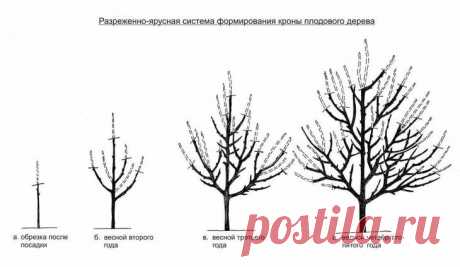 Инструкция и советы по осенней обрезке