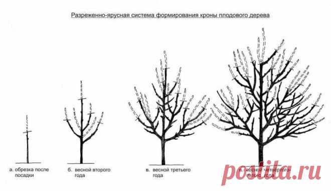Инструкция и советы по осенней обрезке