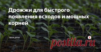 Дрожжи для быстрого появления всходов и мощных корней Дрожжи содержат большое количество питательных веществ, незаменимых для многих культур. Бывалые огородники активно их используют при выращивании рассады. Большое количество минеральных веществ, микроэлементов, витаминов, ускоряют прорастание семян и улучшают корнеобразование. Дрожжевая подкормка делает рассаду крепкой, здоровой, устойчивой к различным заболеваниям и негативной погоде.
Особенности