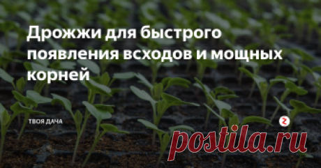 Дрожжи для быстрого появления всходов и мощных корней Дрожжи содержат большое количество питательных веществ, незаменимых для многих культур. Бывалые огородники активно их используют при выращивании рассады. Большое количество минеральных веществ, микроэлементов, витаминов, ускоряют прорастание семян и улучшают корнеобразование. Дрожжевая подкормка делает рассаду крепкой, здоровой, устойчивой к различным заболеваниям и негативной погоде.
Особенности