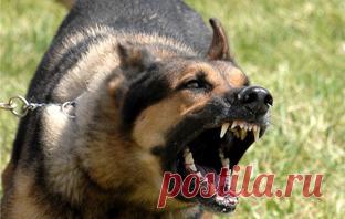 >>Доминантная агрессия собак: почему собака рычит на хозяина, охраняет миску, не слушается, как стать вожаком для собаки