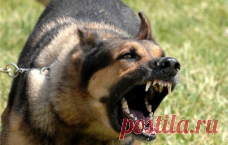 &gt;&gt;Доминантная агрессия собак: почему собака рычит на хозяина, охраняет миску, не слушается, как стать вожаком для собаки