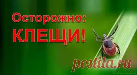 Как извлечь присосавшегося клеща - оригинальный способ » Женский Мир