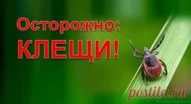 Как извлечь присосавшегося клеща - оригинальный способ » Женский Мир