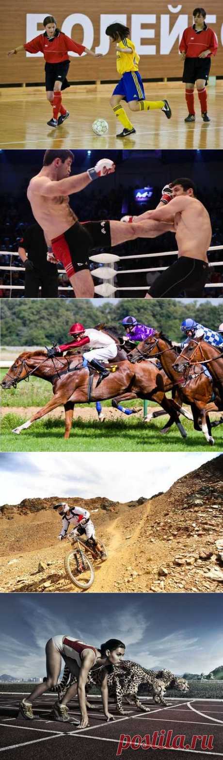 Картинг, Танцевальный спорт, Хоккей, Борьба греко-римская. (1/1) - Спортивный форум. - Спортивный сайт