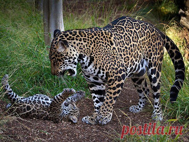 Мужской Взгляд - лучшее видео и приколы из Сети