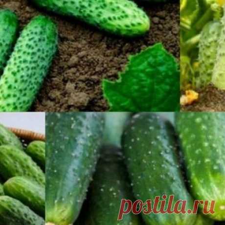 Лучшие сорта огурцов