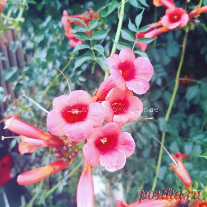 4 декоративных растения, которые поднимают асфальт, дырявят крышу и пускают поросль в 5 метрах
Есть такие красивые декоративные многолетники, которые с годами могут нанести существенный урон...
Читай дальше на сайте. Жми подробнее ➡