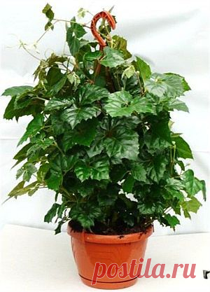 Циссус, уход и размножение | Цветы и травы