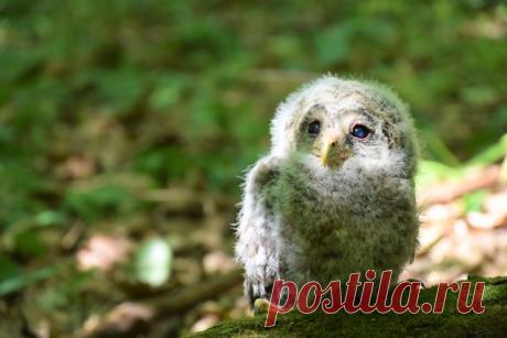 Птенец длиннохвостой неясыти в лесах Нижегородской области. Автор фото – Инна Корейко: nat-geo.ru/community/user/201017/