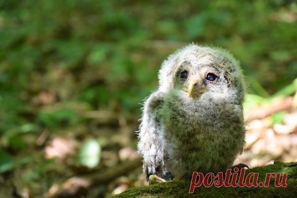 Птенец длиннохвостой неясыти в лесах Нижегородской области. Автор фото – Инна Корейко: nat-geo.ru/community/user/201017/