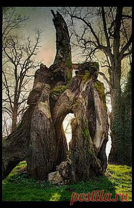 легенда о дереве
