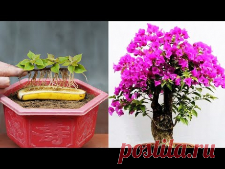 Growing Bougainvillea By Cutting Branches With Bananas Helps Us To Have Beautiful Flower Pots