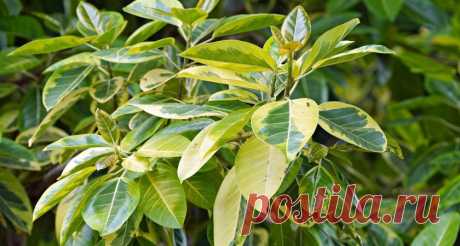 Вношу в горшок — и фикус Бенджамина больше не капризничает: «листопад» прекратится в одно мгновение — особый «пинок» Понадобится всего один компонент.