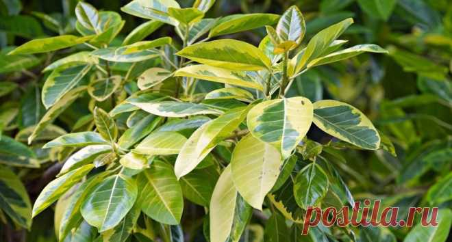 Вношу в горшок — и фикус Бенджамина больше не капризничает: «листопад» прекратится в одно мгновение — особый «пинок»  Понадобится всего один компонент.