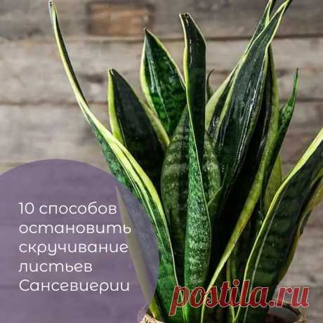 10 способов остановить скручивание листьев Сансевиерии | Mixplants.ru