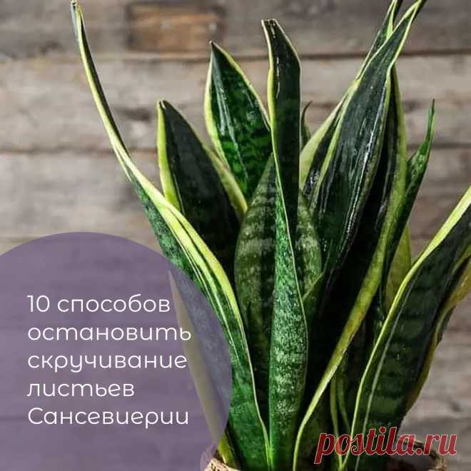10 способов остановить скручивание листьев Сансевиерии | Mixplants.ru