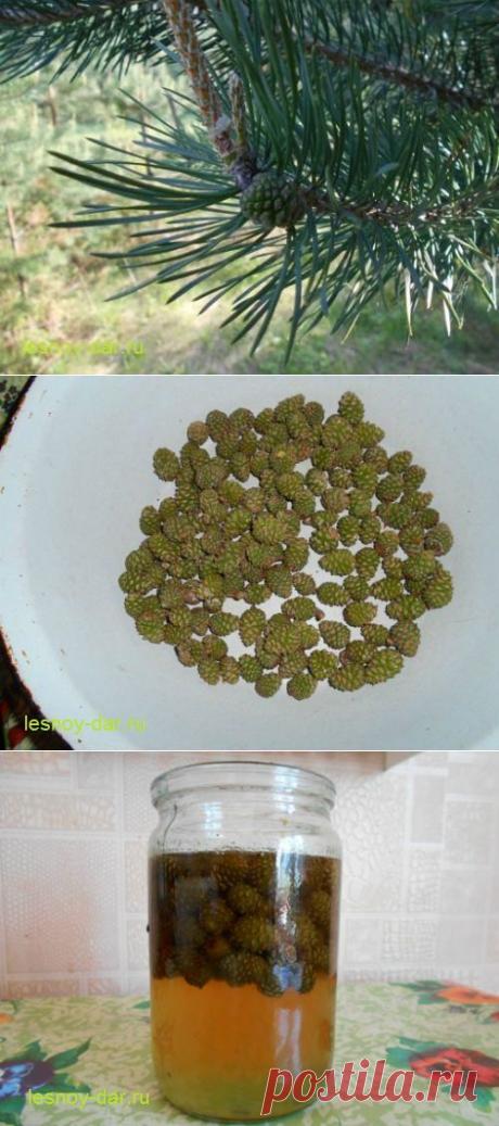 Варенье из сосновых шишек | Лесная кладовая