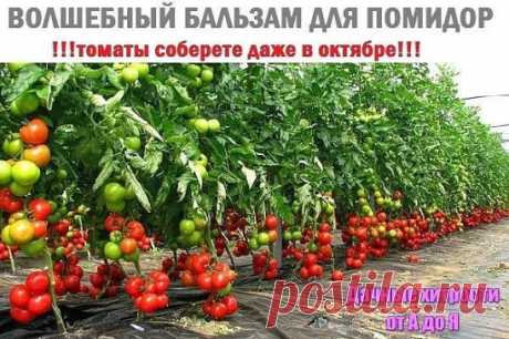 (14) Одноклассники