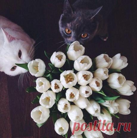 Красивое ухаживание!