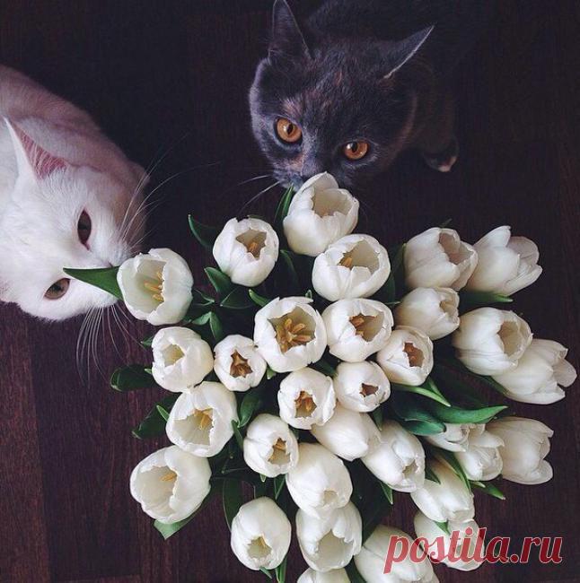 Красивое ухаживание!