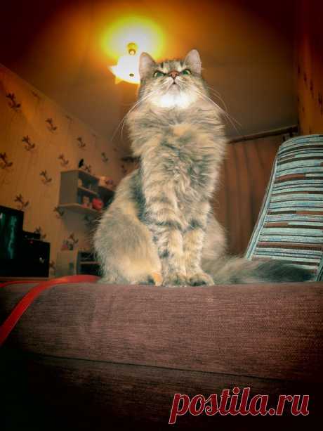 Клуб любителей кошек