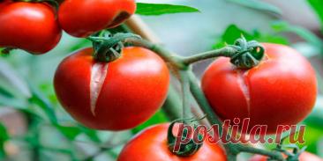 Почему трескаются помидоры: причины и решение - Сад и огород